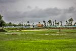 The Paddy Field